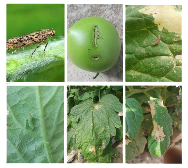 粘蟲板上的番茄潛葉蛾怎麽數？一拍就知道！