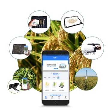 一文詳解水稻表型檢測係統是什麽？