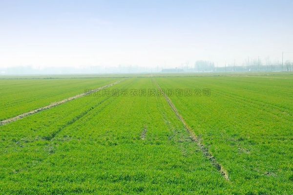 科技賦能春耕，性爱视频在线观看麻豆智慧農情監測站再獲央視關注