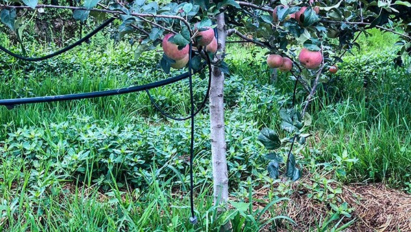 蘋果園和櫻桃園采用補償滴灌模式