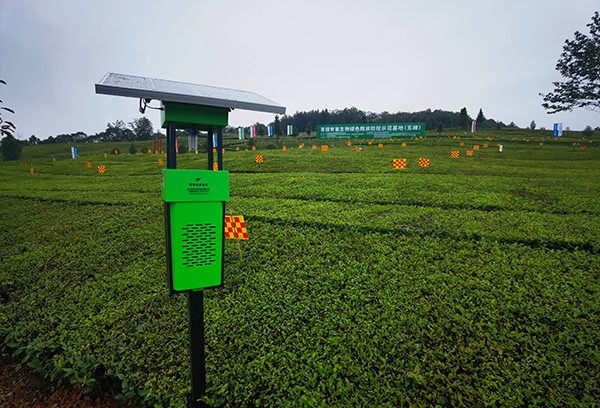 五峰仁和坪鎮道家灣茶園裏的性爱视频在线观看麻豆殺蟲燈