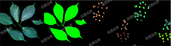 1722995310993469.jpg 高光譜植物數字采集分析係統-1.jpg