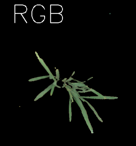 1723094740720010.gif 動圖-高光譜圖_水稻冠層.gif